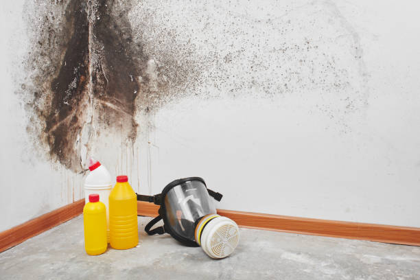 Best Certified Mold Removal  in Godley, TX