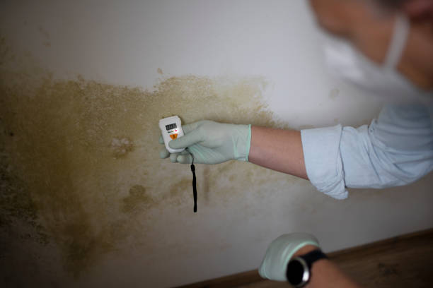 Trusted Godley, TX Mold Removal Experts
