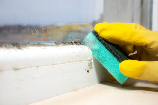Best Mold Cleaning Services  in Godley, TX