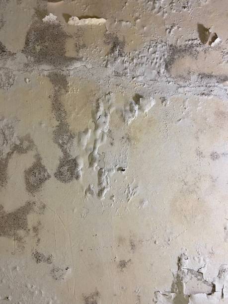 Best Same-Day Mold Removal  in Godley, TX