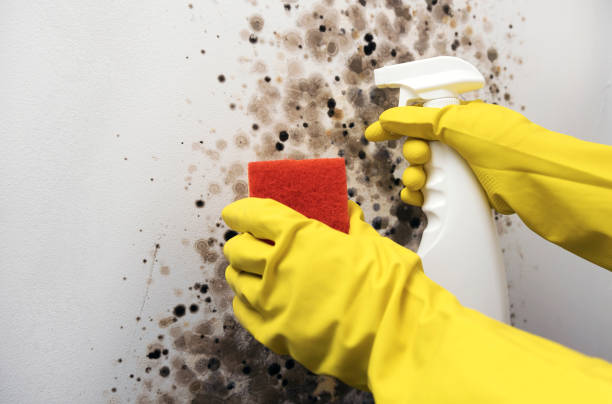 Best Mold Damage Repair  in Godley, TX