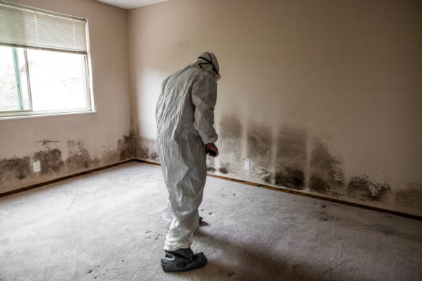 Mold Removal Process in Godley, TX